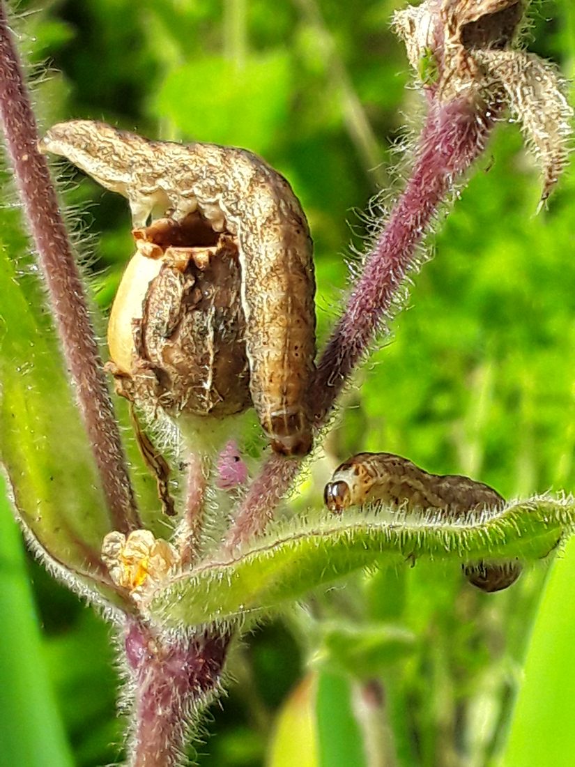 Lychnis moth caterpillar feeding on red campion seed capsules