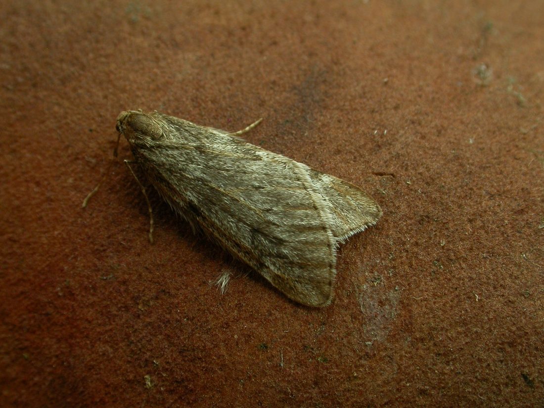 March moth