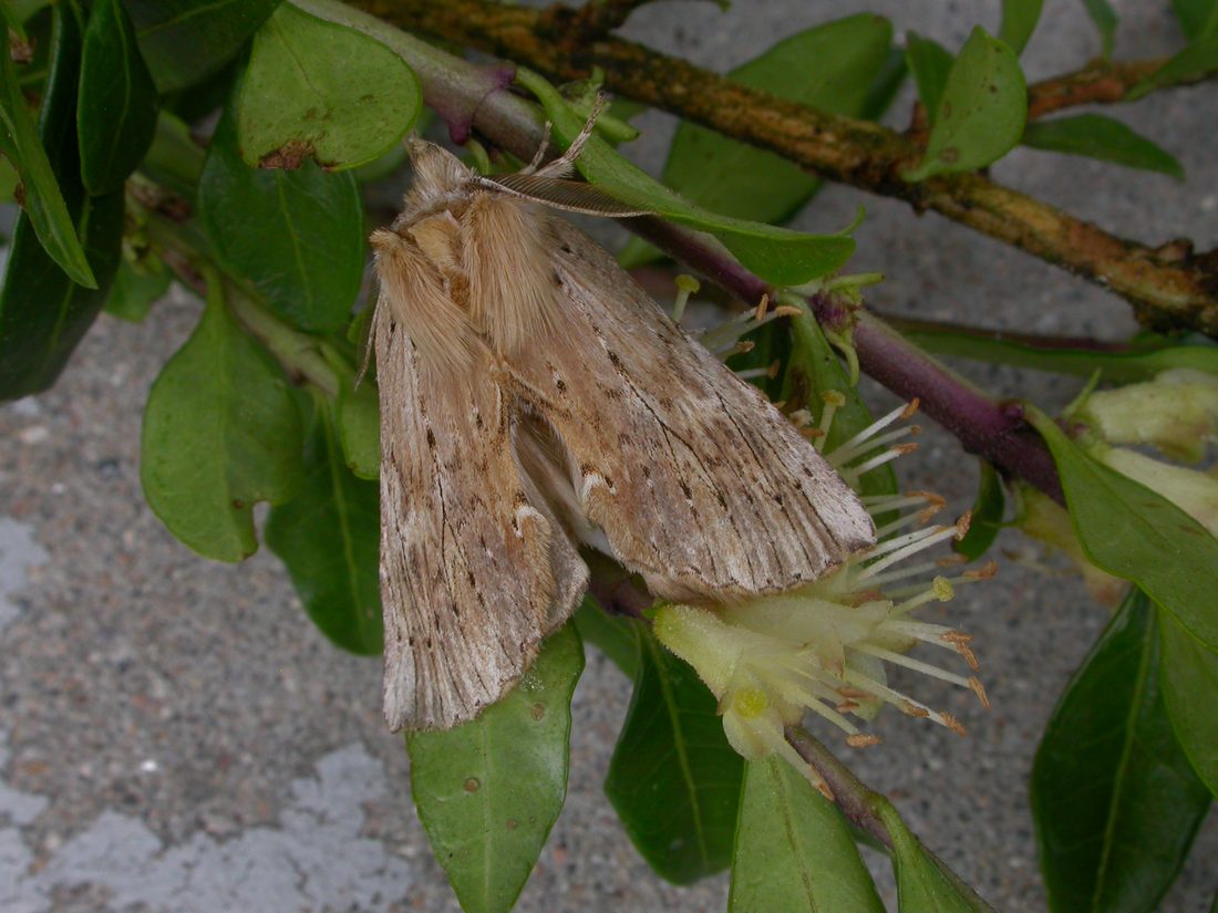 Pale Prominent
