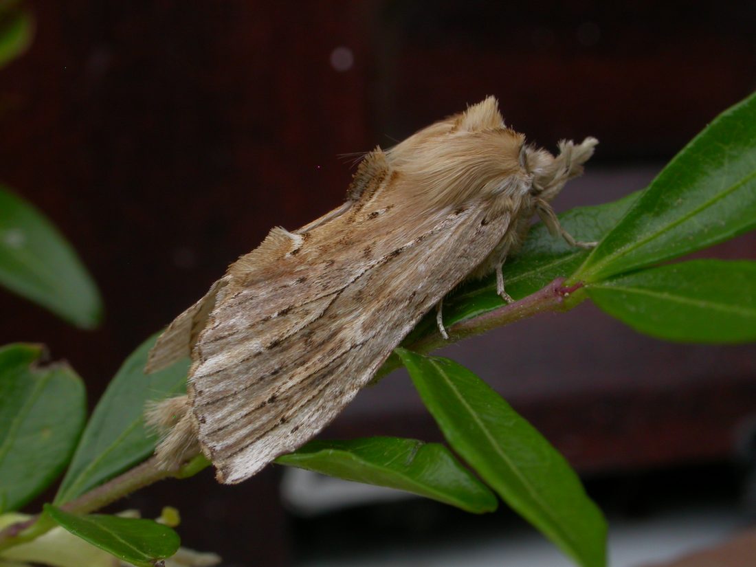 Pale Prominent