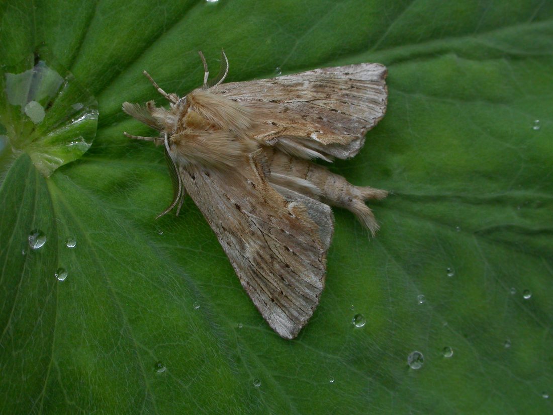 Pale Prominent