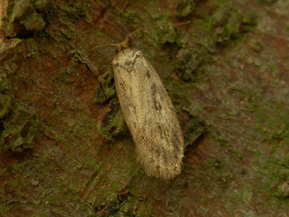 Parsnip Moth