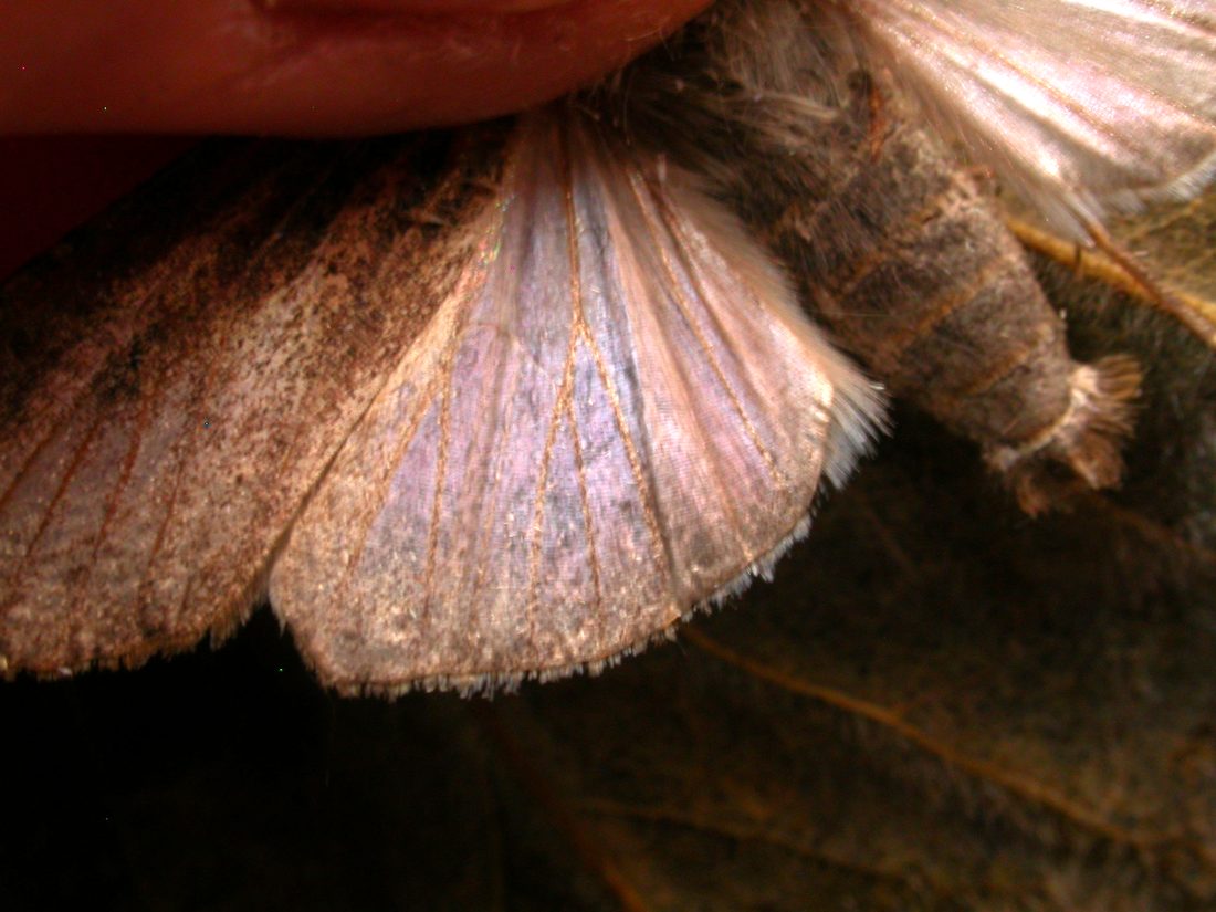 Pearly Underwing 1.bmp