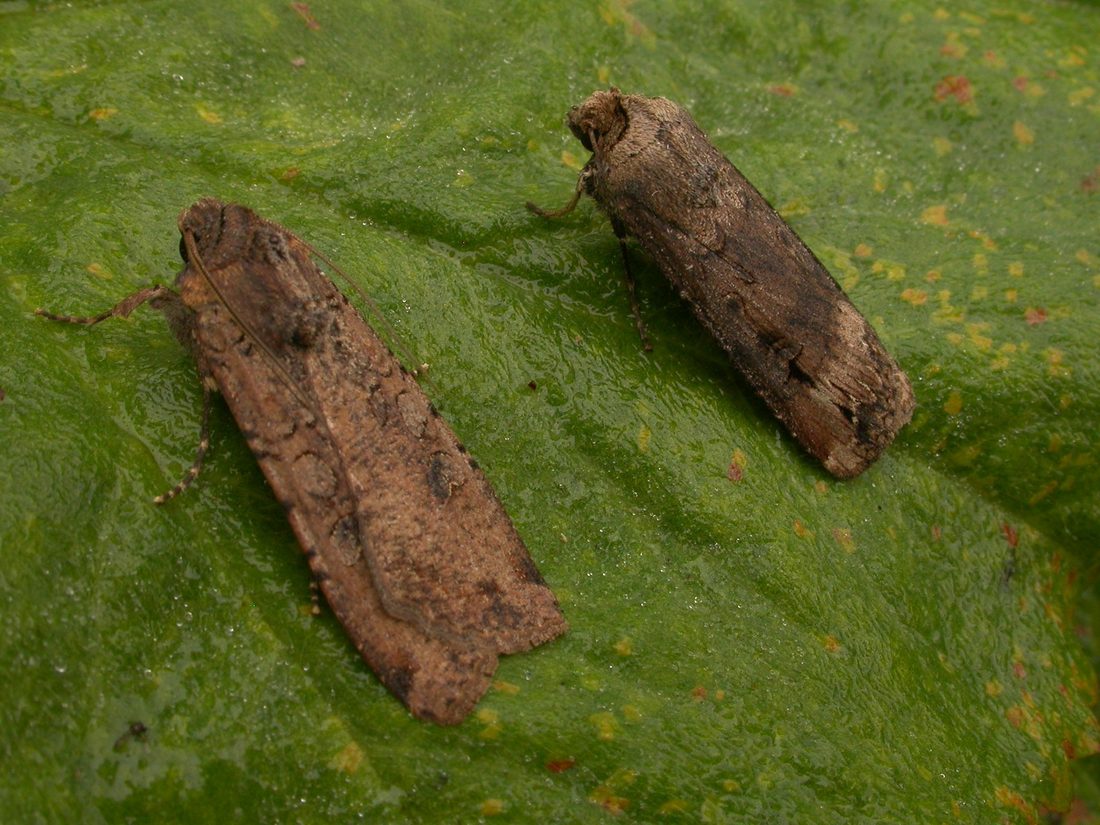 Pearly Underwing & Dark Sword-grass