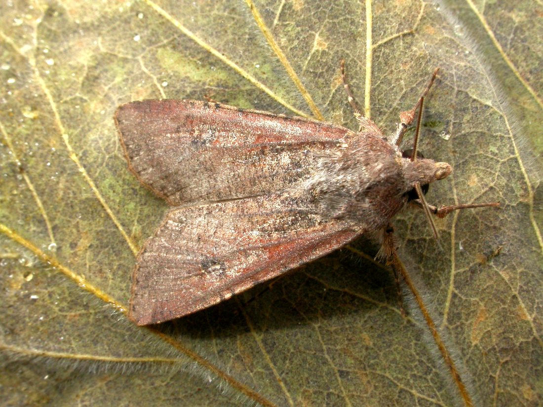 Pearly Underwing.bmp