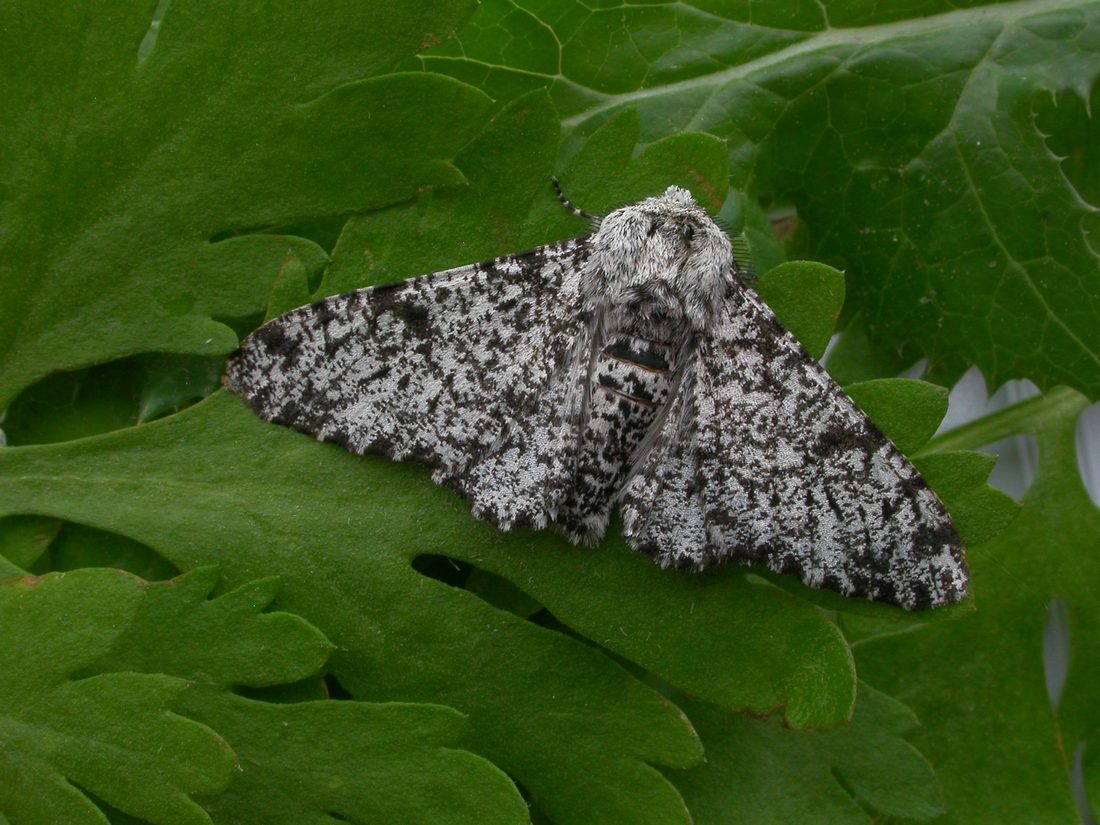 Peppered Moth