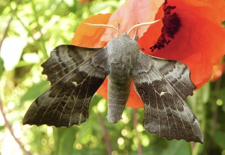 Poplar hawk-moth