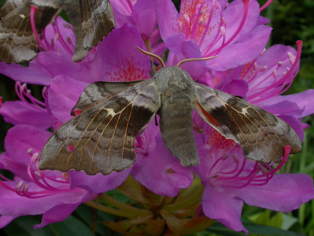 Poplar Hawkmoth1