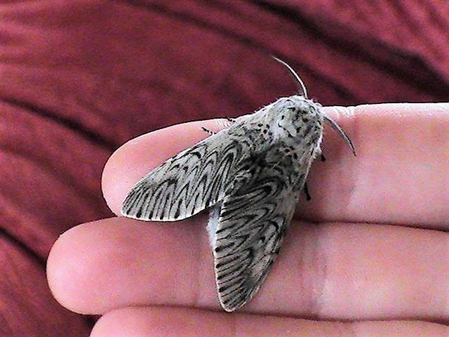 Puss moth, newly emerged