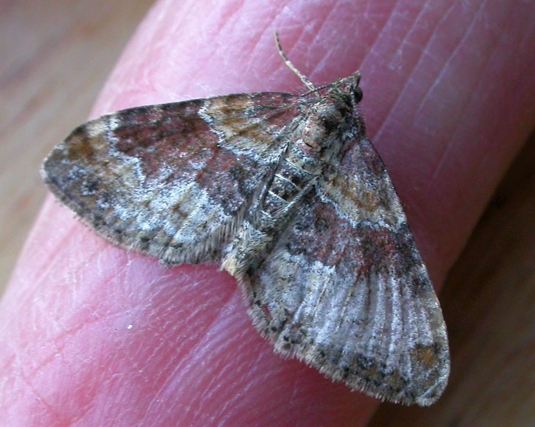 Red Twin-spot Carpet