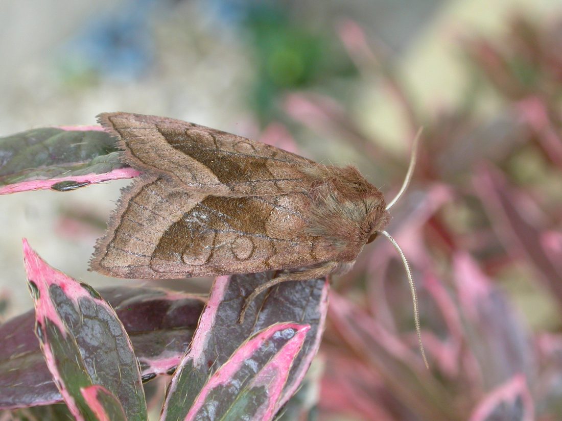 Rosy rustic Moth