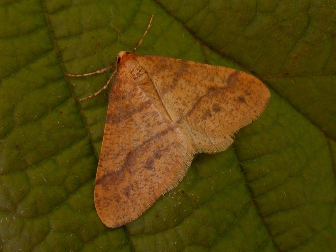 Scarce Umber