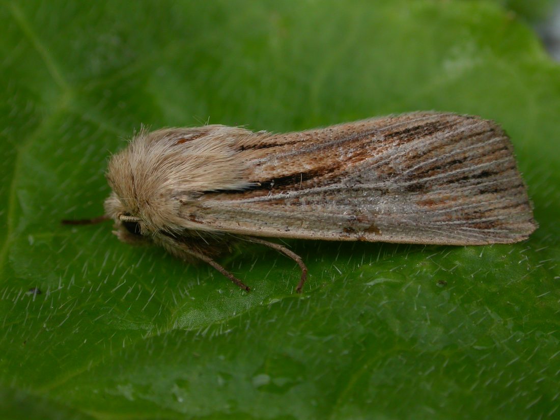 Shoulder Strip Wainscot