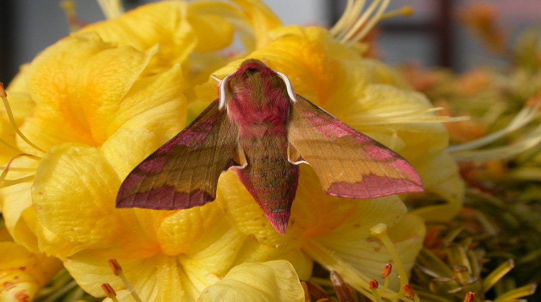 Small Elephant Hawkmoth