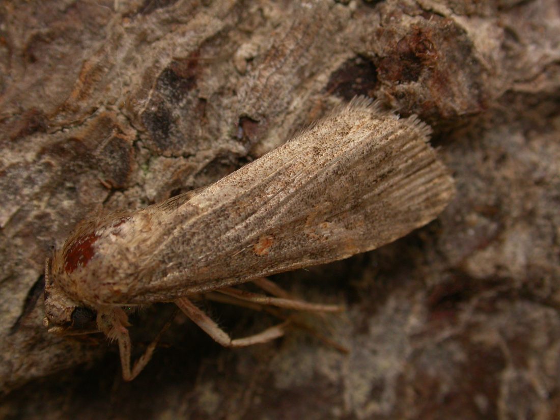 Small Mottled Willow
