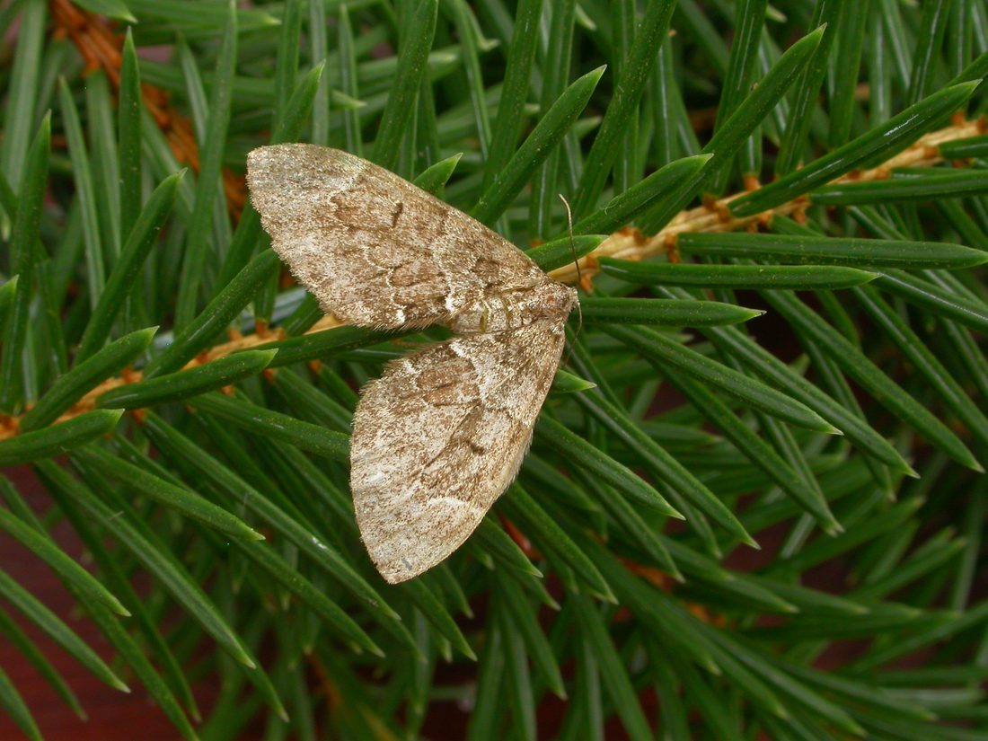 Spruce Carpet