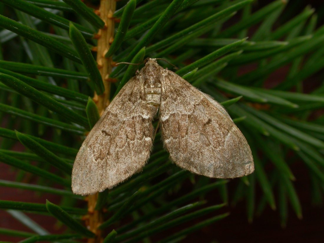Spruce Carpet
