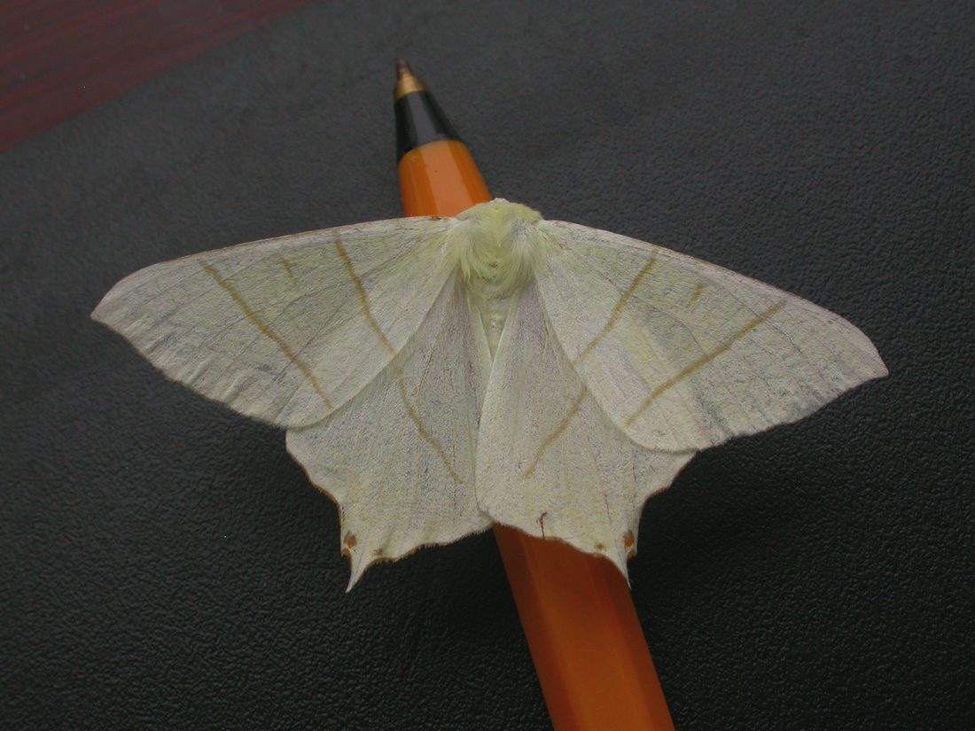 Swallow-tail