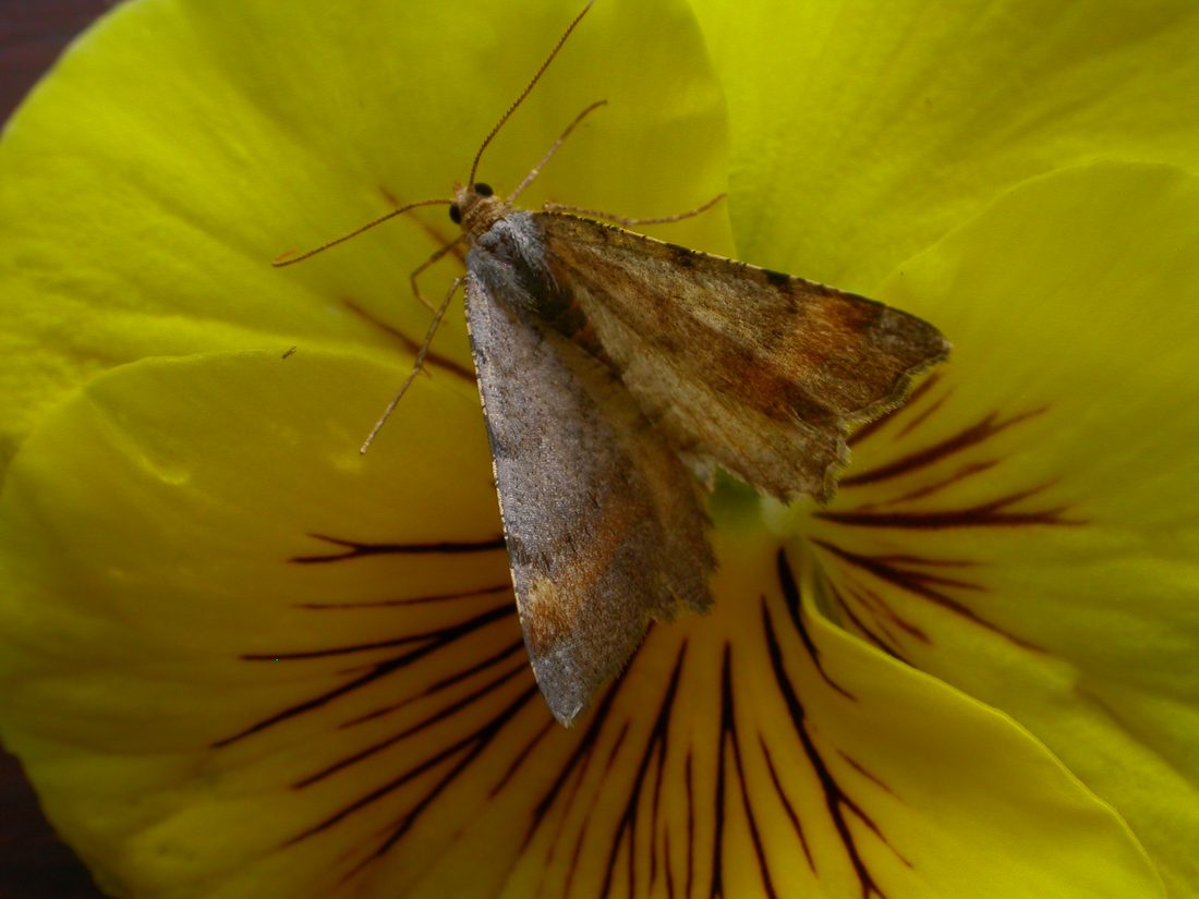 Tawny barred angle