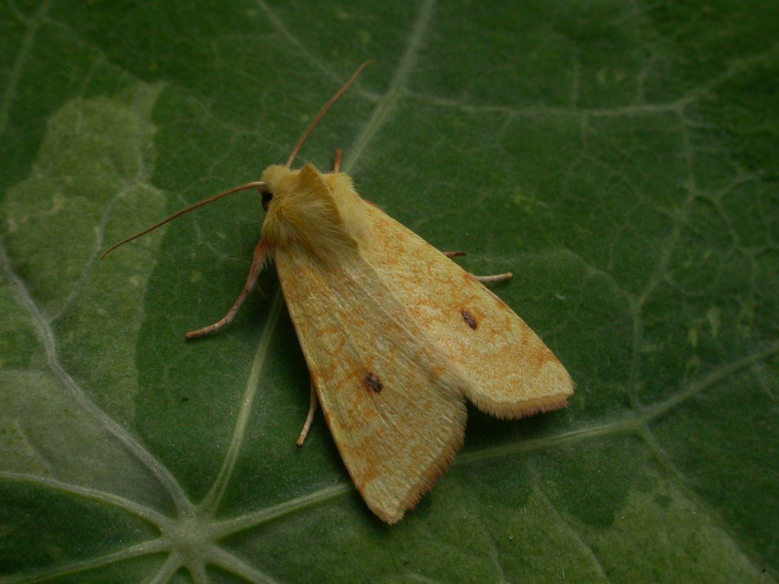 The Sallow