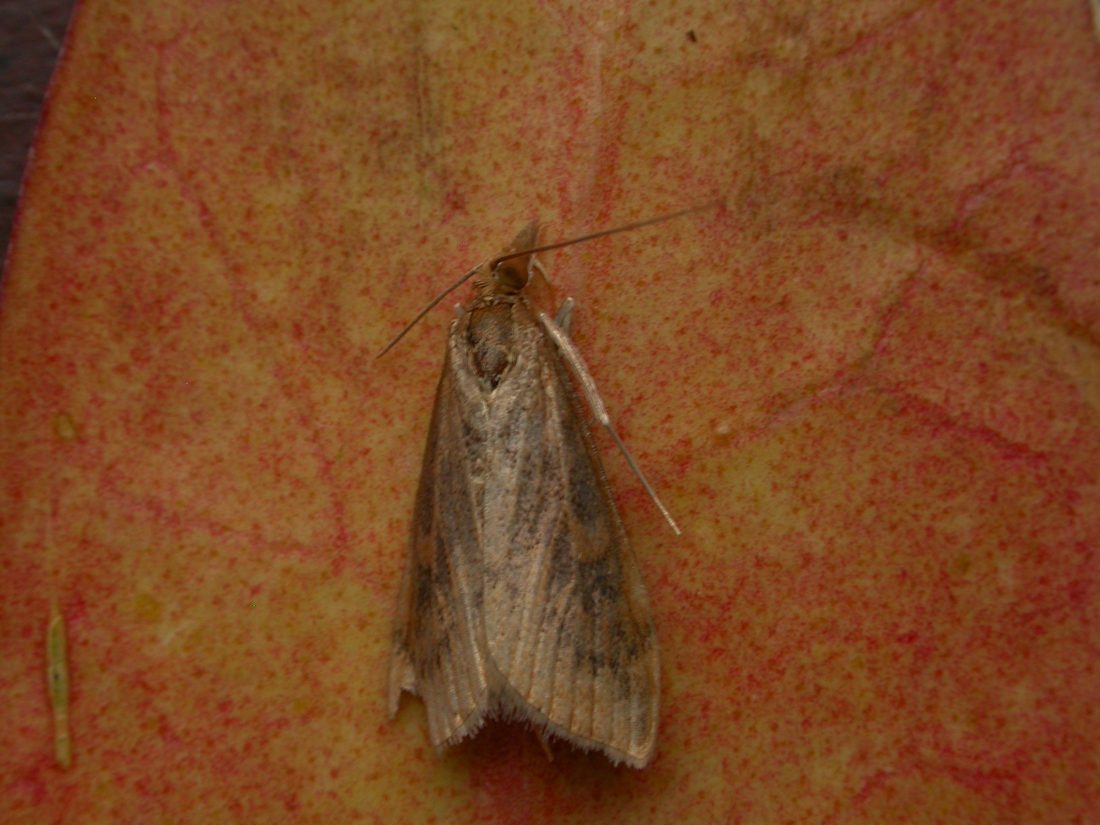 Udea ferrugalis
