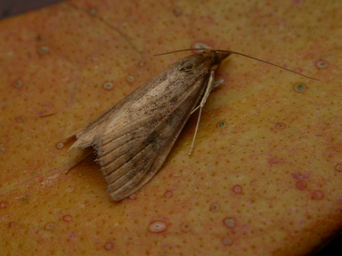 Udea ferrugalis
