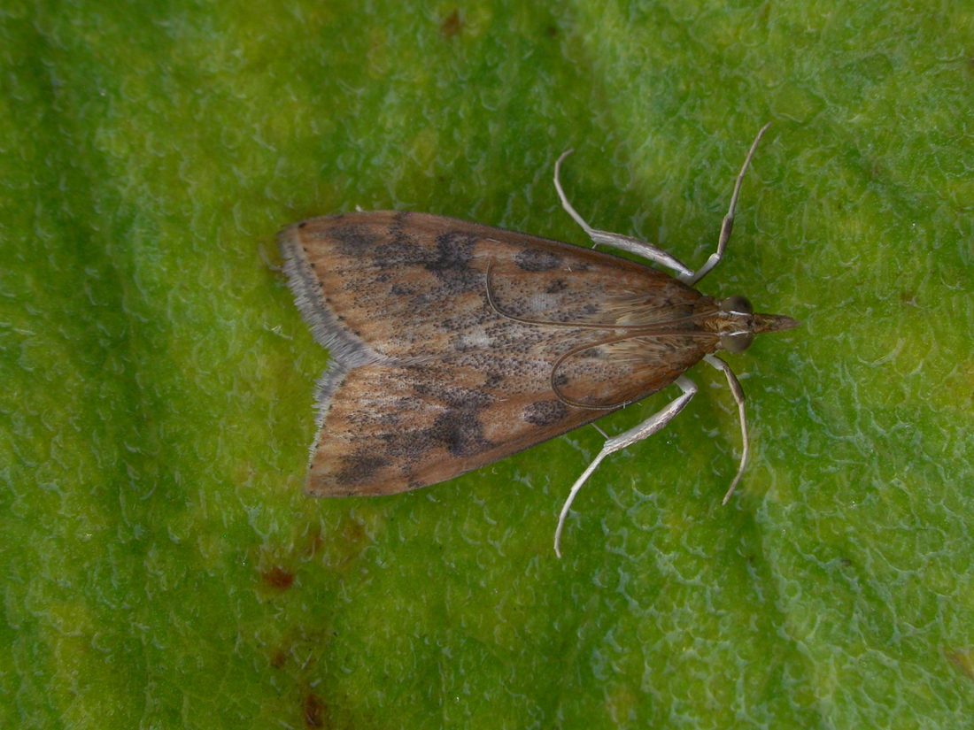 Udea ferrugalis