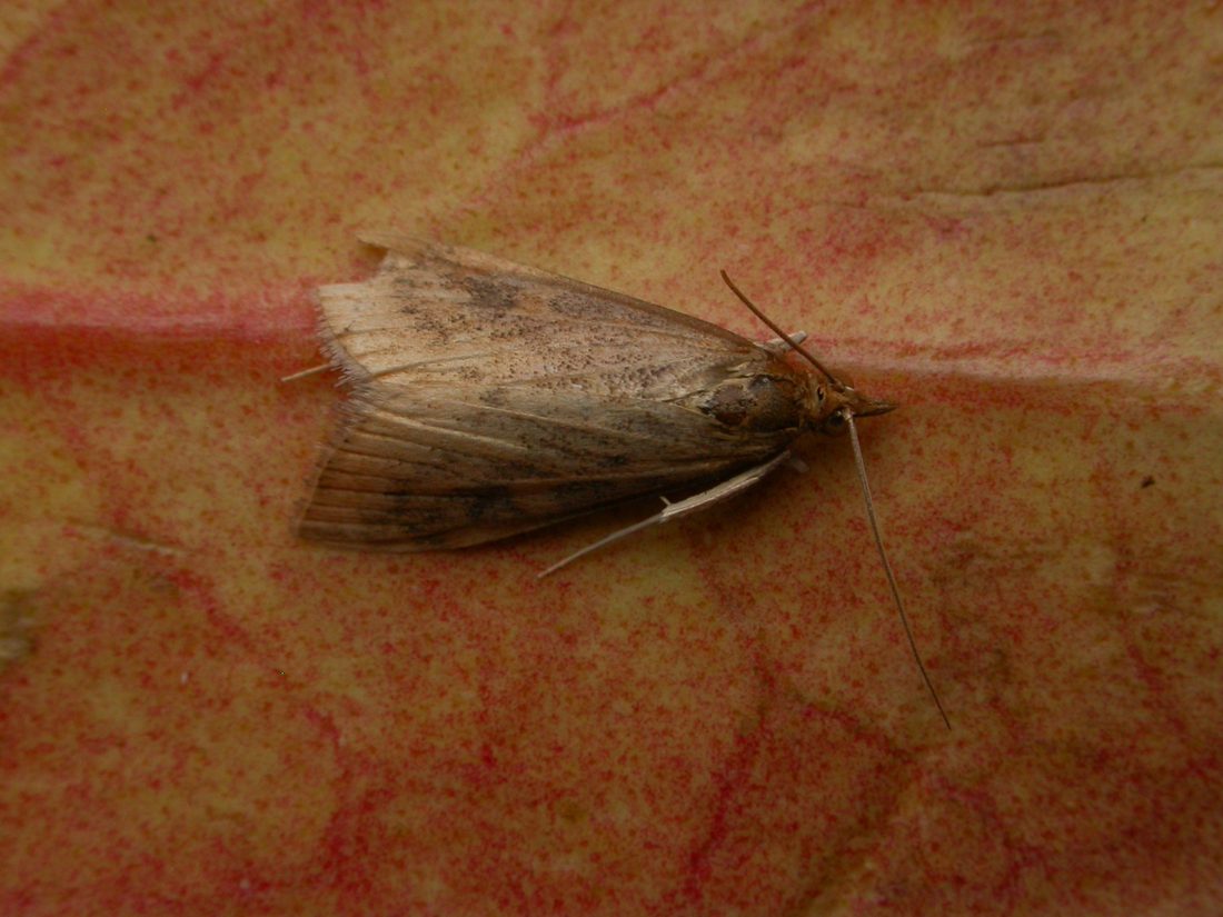 Udea ferrugalis