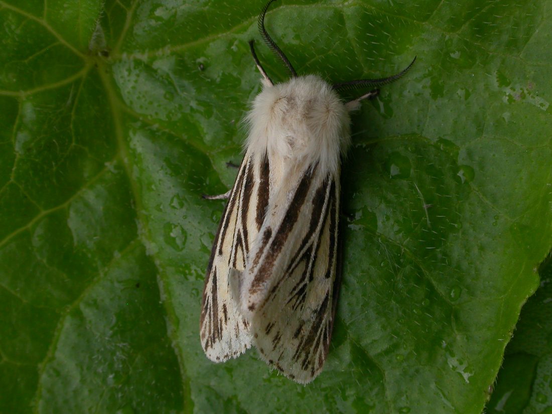 White Ermine