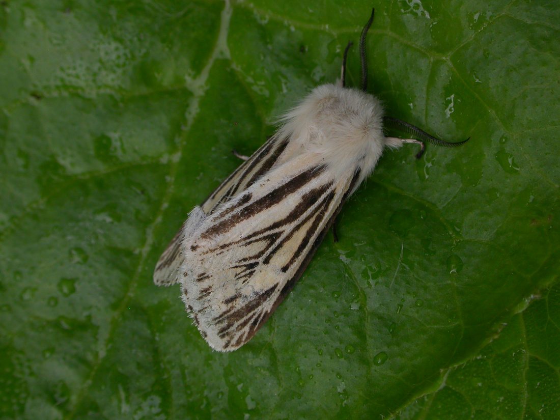 White Ermine