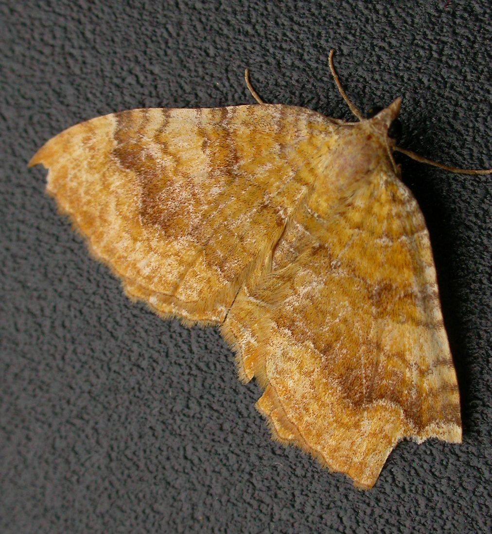 Yellow Shell