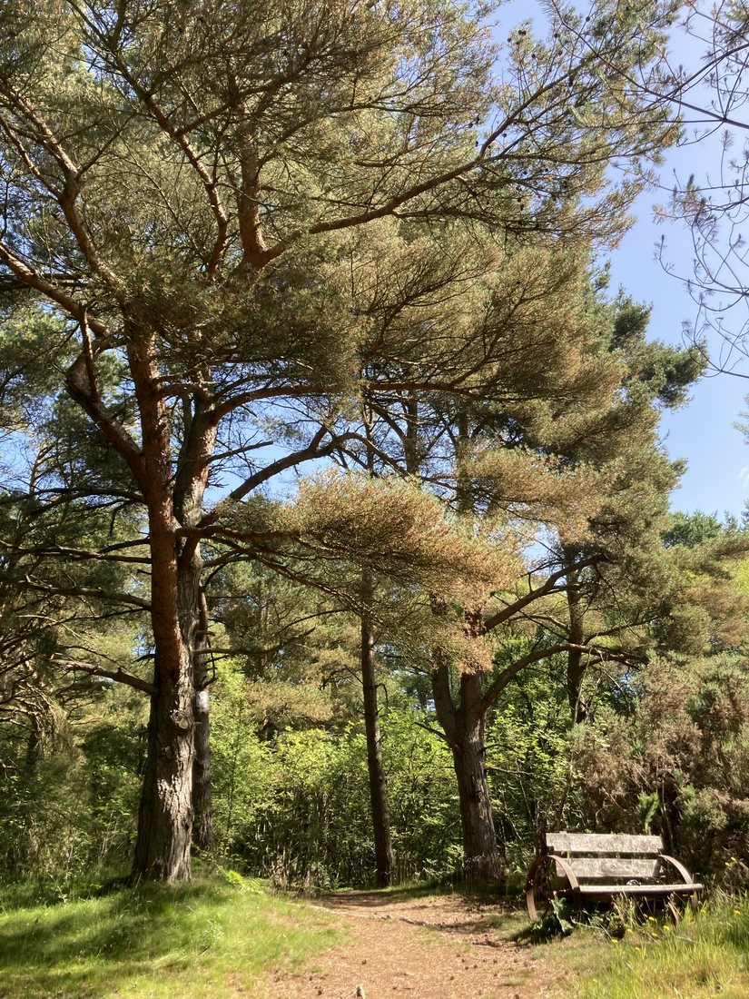 Scots pines and a bench beside the path through the wood