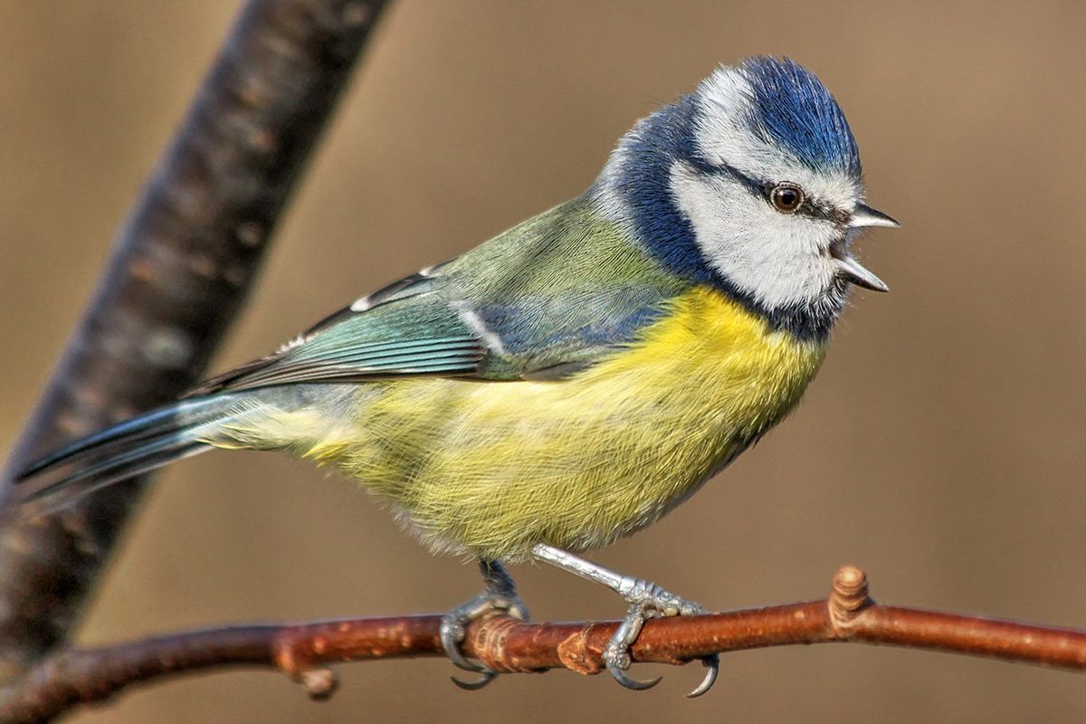 A blue tit on a branch