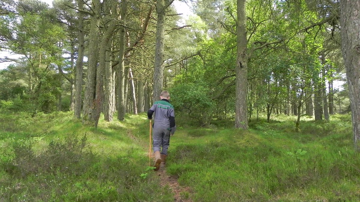 A child walking a path through the pine woods