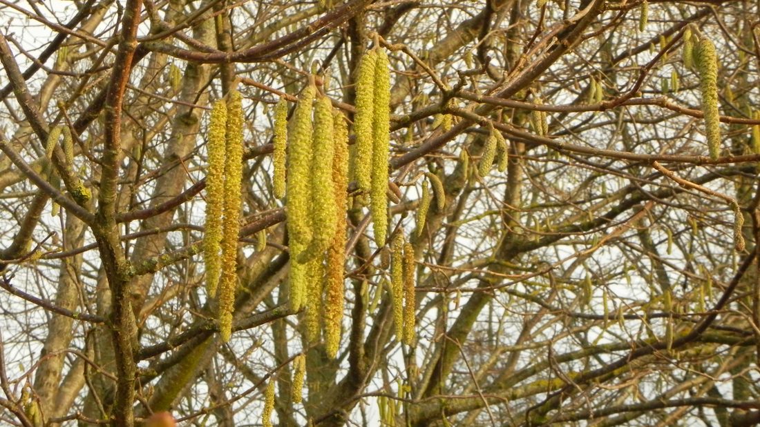 Hazel catkins