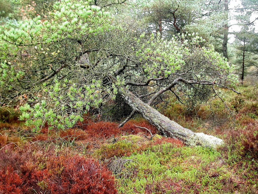 Horizontal tree, 2007