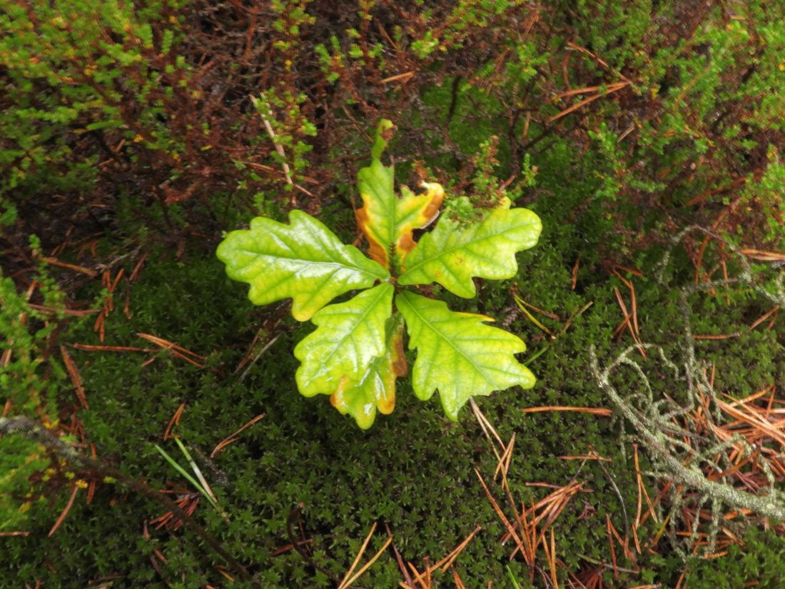 Oak
