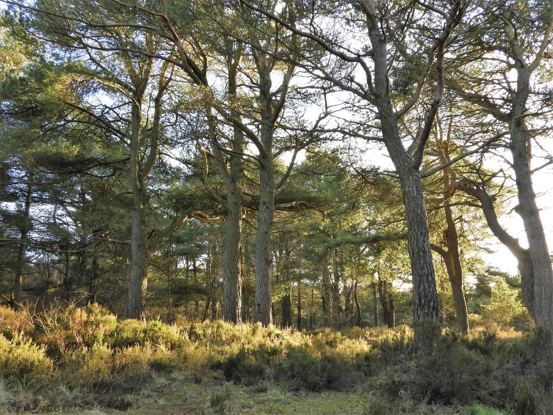 Windyhills pine trees